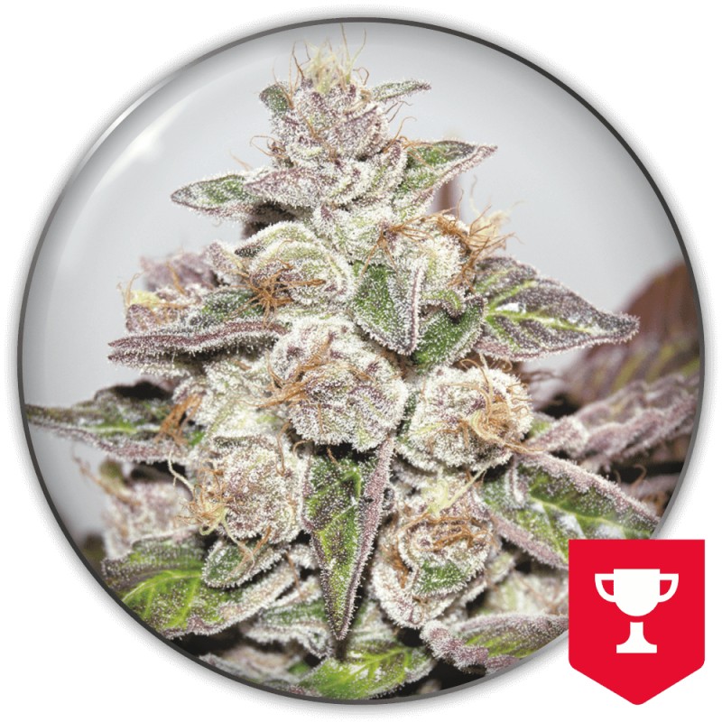 MENDOCINO PURPLE KUSH · Medical Seeds · semi di canapa indiana · Fem