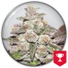 MENDOCINO PURPLE KUSH · Medical Seeds · semi di canapa indiana · Fem