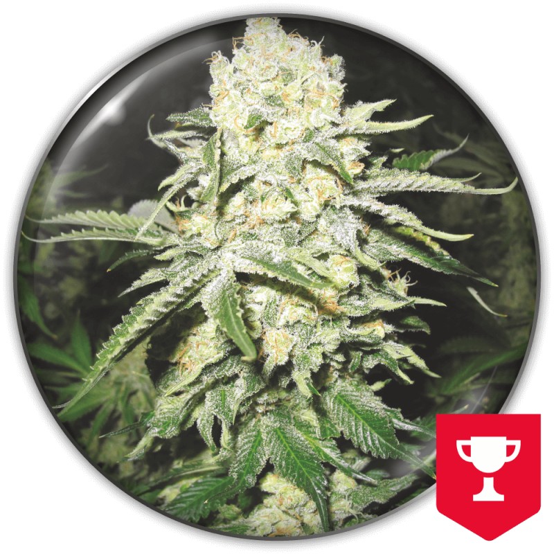 NO NAME · Medical Seeds · semillas de marihuana · Fem