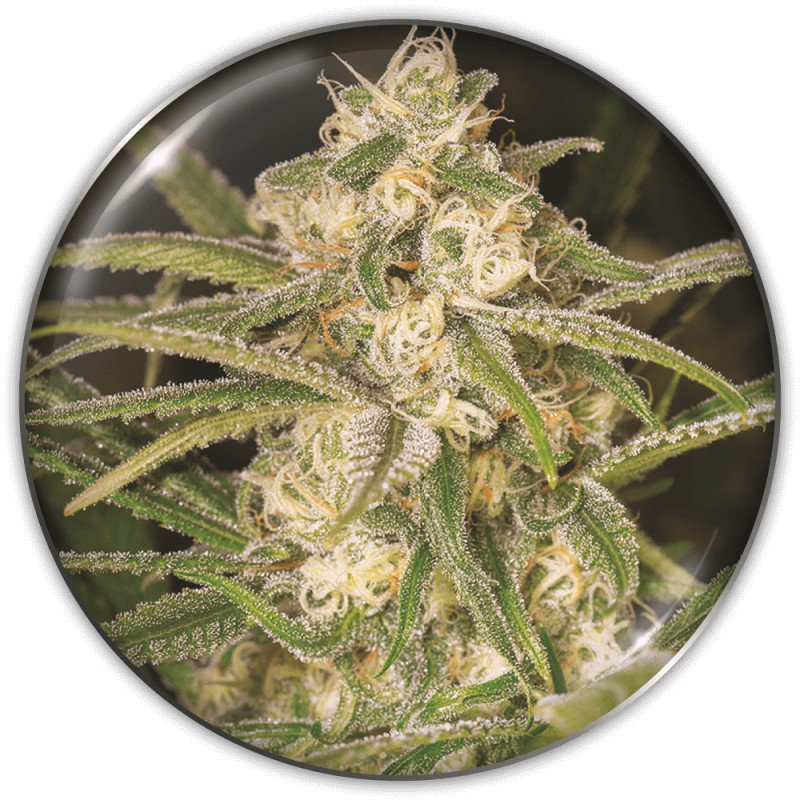 NO NAME AUTO · Medical Seeds · semi di canapa · AutoFem