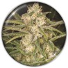 NO NAME AUTO · Medical Seeds · cannabis seeds · AutoFem