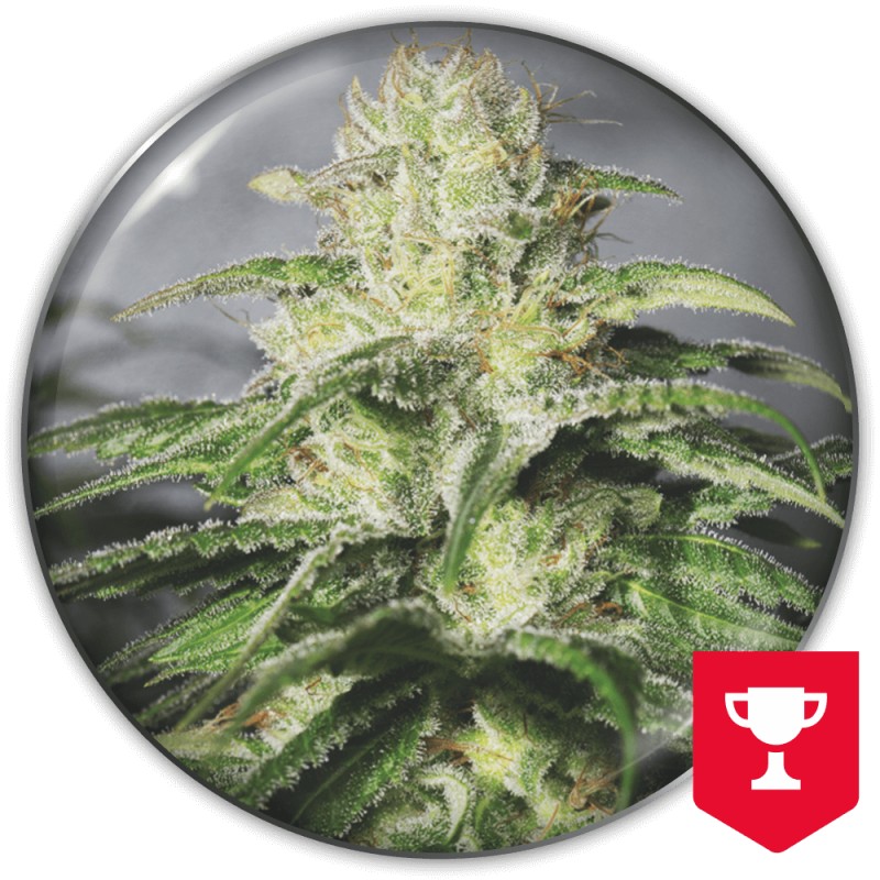OG KUSH CBD · Medical Seeds · semillas de marihuana · Fem