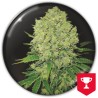PROZACK · Medical Seeds · cannabis seeds · Fem