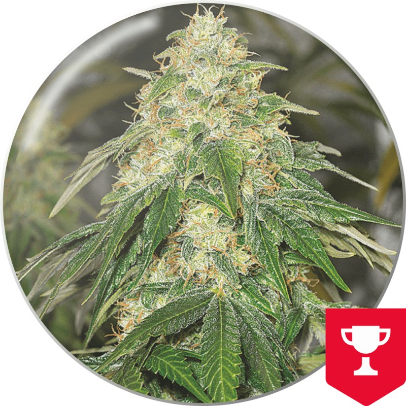 SOME SWEET · Medical Seeds · semillas de marihuana · Fem