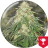 SOME SWEET · Medical Seeds · semi di canapa · Fem