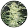 WHITE WIDOW · Medical Seeds · cannabis seeds · Fem