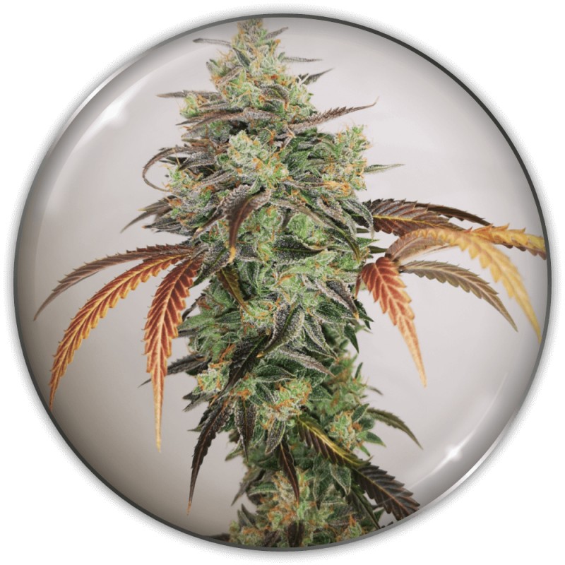Y GRIEGA CBD · Medical Seeds · semillas de marihuana · Fem