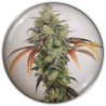 Y GRIEGA CBD · Medical Seeds · cannabis seeds · Fem