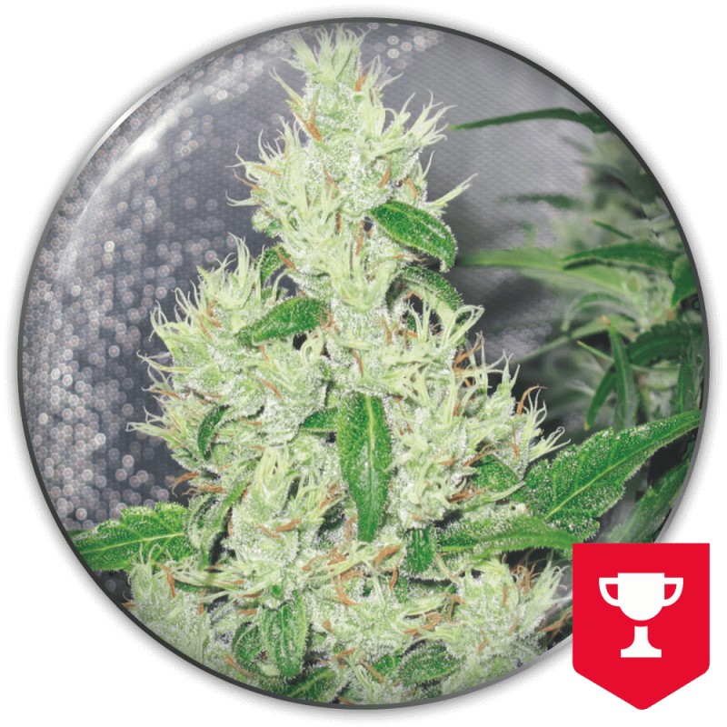 Y GRIEGA · Medical Seeds · semillas de marihuana · Fem