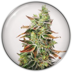 BANANA PURP · Medical Seeds · semillas de marihuana · Fem