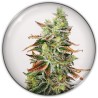 BANANA PURP · Medical Seeds · cannabis seeds · Fem