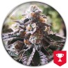 COOKIES PURPLE PUNCH · Medical Seeds · semillas de marihuana · Fem