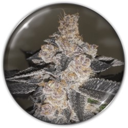 GELATO 242 · Medical Seeds · semillas de marihuana · Fem