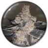 GELATO 242 · Medical Seeds · semillas de marihuana · Fem