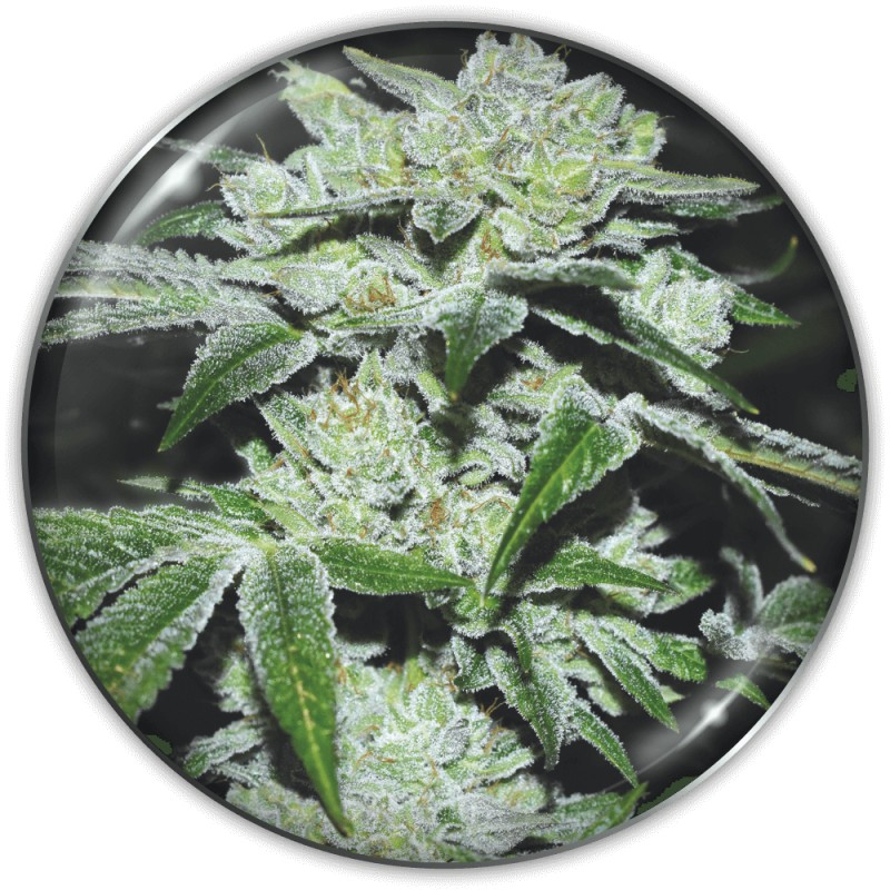 SOUR GLUE · Medical Seeds · cannabis seeds · Fem