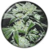 SOUR GLUE · Medical Seeds · semillas de marihuana · Fem