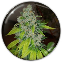 ZKITTLEZ · Medical Seeds · semi di canapa indiana · Fem