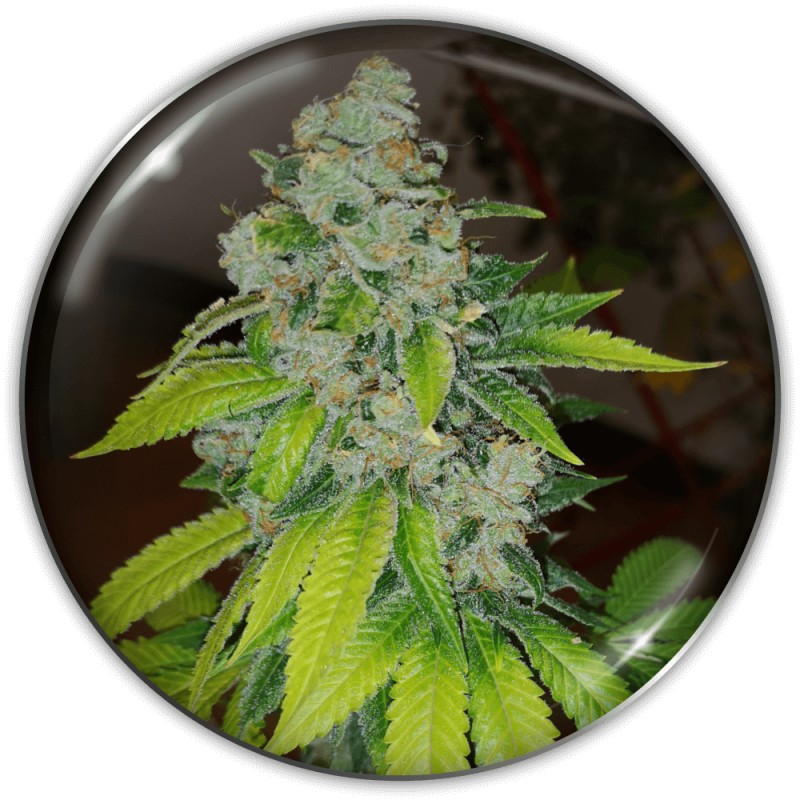 ZKITTLEZ · Medical Seeds · cannabis seeds · Fem