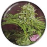 ELIXIR VITAE CBD · Medical Seeds · semi di canapa indiana · Fem