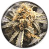 RECOVERY CBD · Medical Seeds · semi di canapa indiana · Fem