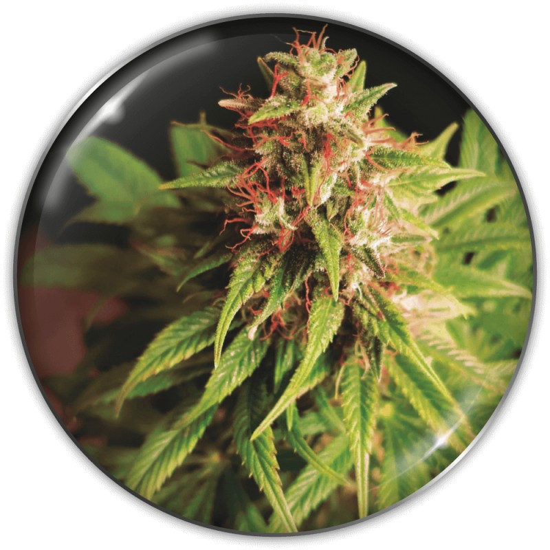 RED CROSS CBD · Medical Seeds · semillas de marihuana · Fem