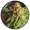 RED CROSS CBD · Medical Seeds · semi di canapa indiana · Fem