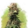 AUTO JOCK HORROR · Nirvana Seeds · cannabis seeds · AutoFem