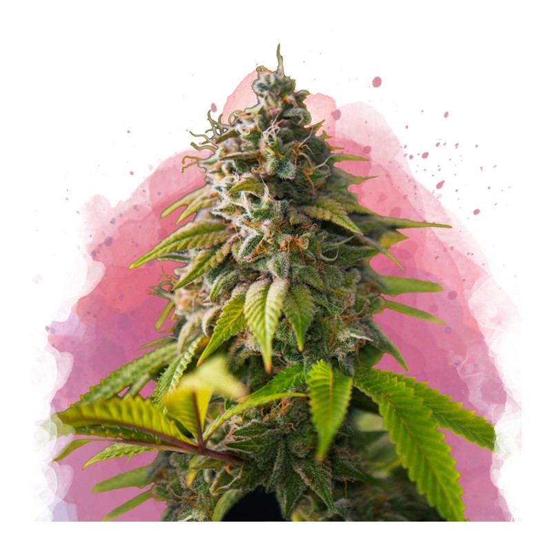 AMNESIA HAZE · Nirvana Seeds · semillas de marihuana · Fem