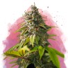 AMNESIA HAZE · Nirvana Seeds · cannabis seeds · Fem