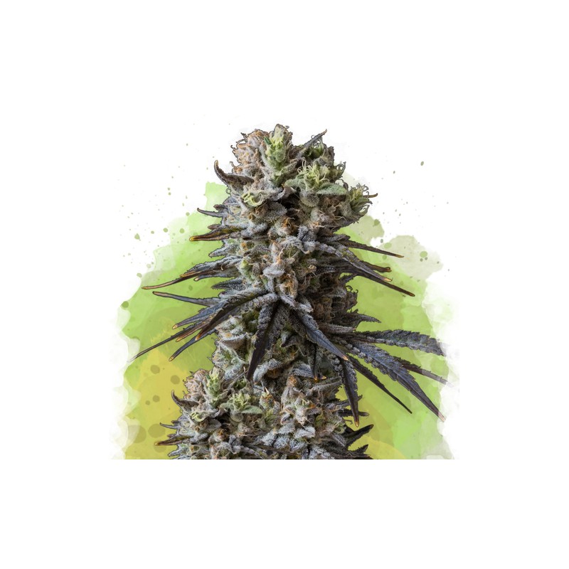AUTO LITHIUM OG KUSH · Nirvana Seeds · cannabis seeds · AutoFem