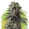 AUTO LITHIUM OG KUSH · Nirvana Seeds · semillas de marihuana · AutoFem