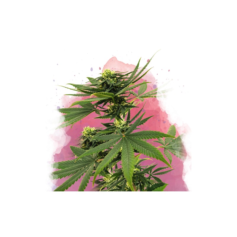 SOUR DIESEL · Nirvana Seeds · semillas de marihuana · Fem