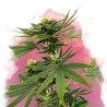 SOUR DIESEL · Nirvana Seeds · semi di canapa · Fem