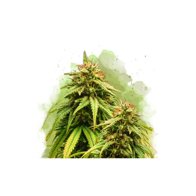 AUTO AMNESIA HAZE · Nirvana Seeds · semillas de marihuana · AutoFem