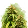 AUTO AMNESIA HAZE · Nirvana Seeds · cannabis seeds · AutoFem