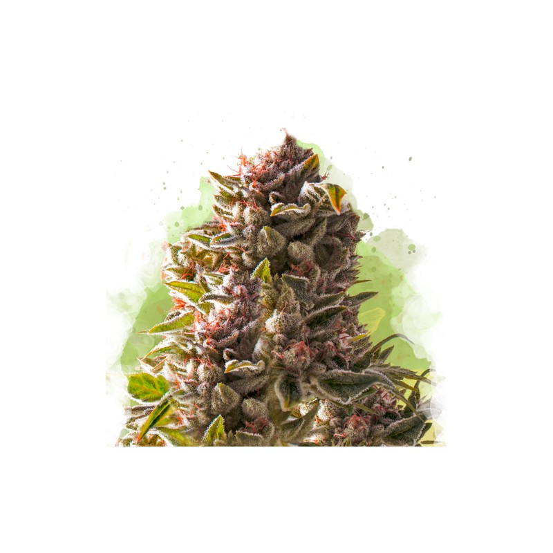 AUTO AURORA INDICA · Nirvana Seeds · semillas de marihuana · AutoFem