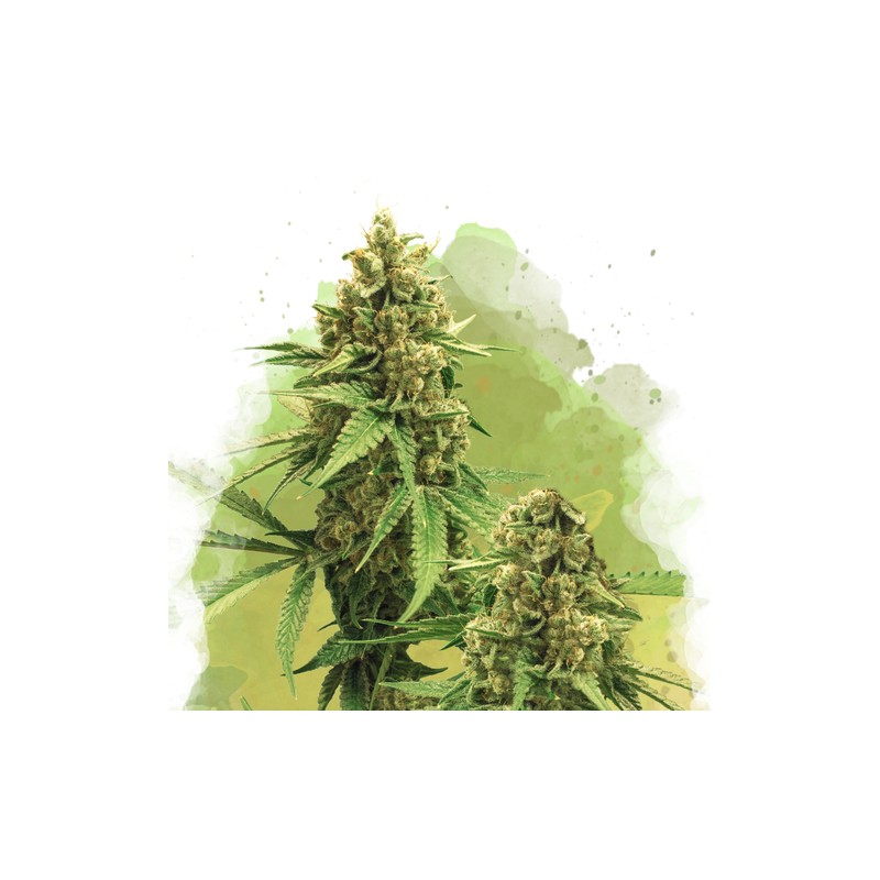 AUTO BIG BUD · Nirvana Seeds · semillas de marihuana · AutoFem