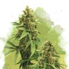 AUTO BIG BUD · Nirvana Seeds · cannabis seeds · AutoFem