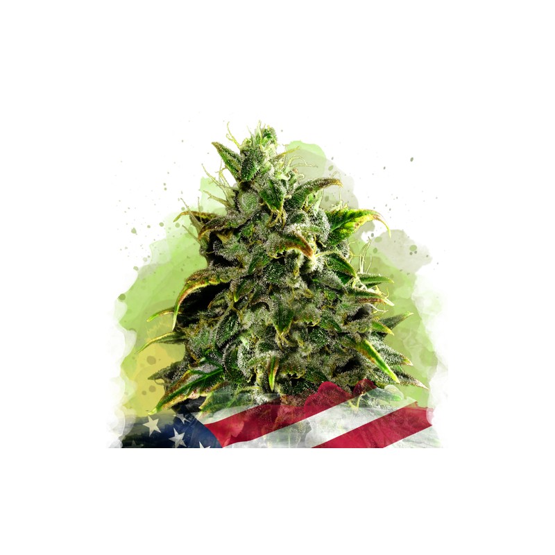 AUTO BLUE DREAM · Nirvana Seeds · cannabis seeds · AutoFem