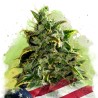 AUTO BLUE DREAM · Nirvana Seeds · semillas de marihuana · AutoFem