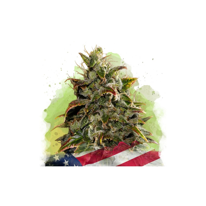 AUTO GELATO · Nirvana Seeds · cannabis seeds · AutoFem