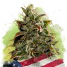 AUTO GELATO · Nirvana Seeds · semillas de marihuana · AutoFem