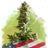 AUTO GIRL SCOUT COOKIES · Nirvana Seeds · cannabis seeds · AutoFem