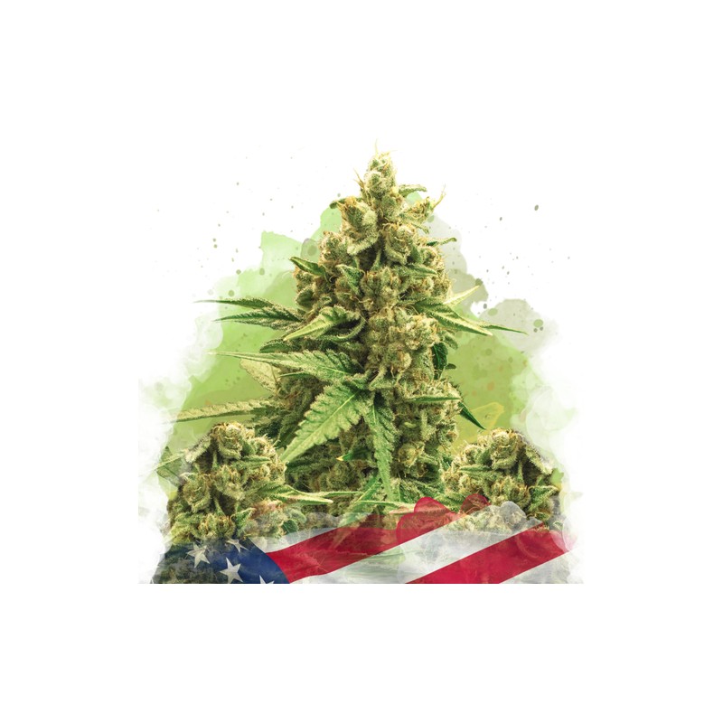 AUTO ORIGINAL GLUE· Nirvana Seeds · cannabis seeds · AutoFem