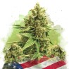 AUTO ORIGINAL GLUE · Nirvana Seeds · semillas de marihuana · AutoFem