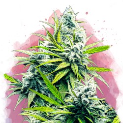 B-52 · Nirvana Seeds ·...