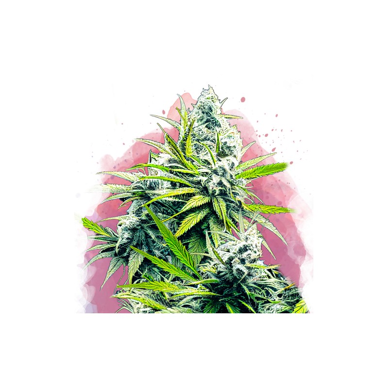 B-52 · Nirvana Seeds · semillas de marihuana · Fem