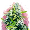 B-52 · Nirvana Seeds · semillas de marihuana · Fem