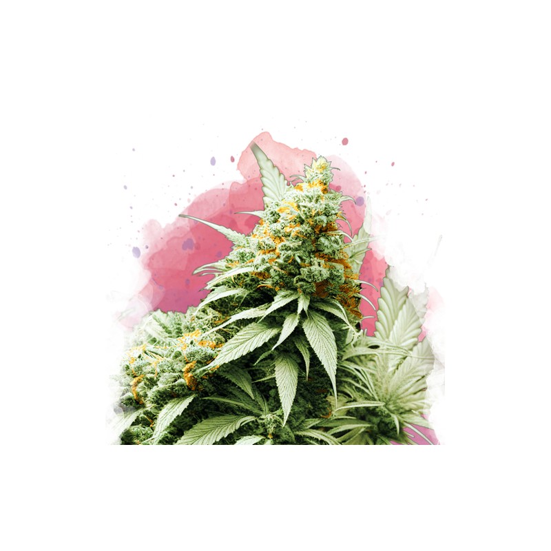 BIG BUD · Nirvana Seeds · semillas de marihuana · Fem
