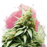 BIG BUD · Nirvana Seeds · semillas de marihuana · Fem